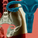 A woman’s uterus has been kept alive outside the body for the first time