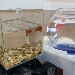 This Fish Isn’t Just Swimming It’s Driving Around in a Custom Robotic Tank