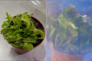 venus-flytrap-particle-accelerator-experiment.jpg