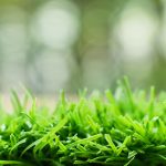 Is fake grass a bad idea? The Astroturf wars are far from over.