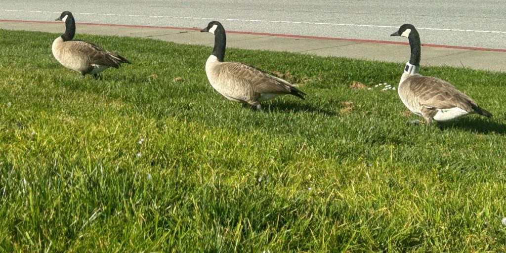 GeeseGaggle2.jpg