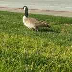 One town’s scheme to get rid of its geese