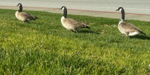 GeeseGaggle2.jpg