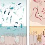 A natural protein may protect the GI tract from infection