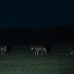 Colossal Biosciences said it cloned red wolves. Is it for real?