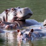 Colombia to euthanize dozens of “cocaine hippos” linked to drug lord Pablo Escobar in bid to control population
