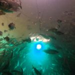 Salmon exposed to cocaine swim almost twice as far as those without, study shows