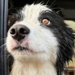 Injured hiker’s dog rescued by helicopter week after getting lost in wild New Zealand forest