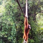 Endangered orangutan filmed using canopy bridge to cross public road in Indonesia: “A world first”