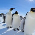Emperor penguins listed as endangered species by worldwide tracking organization