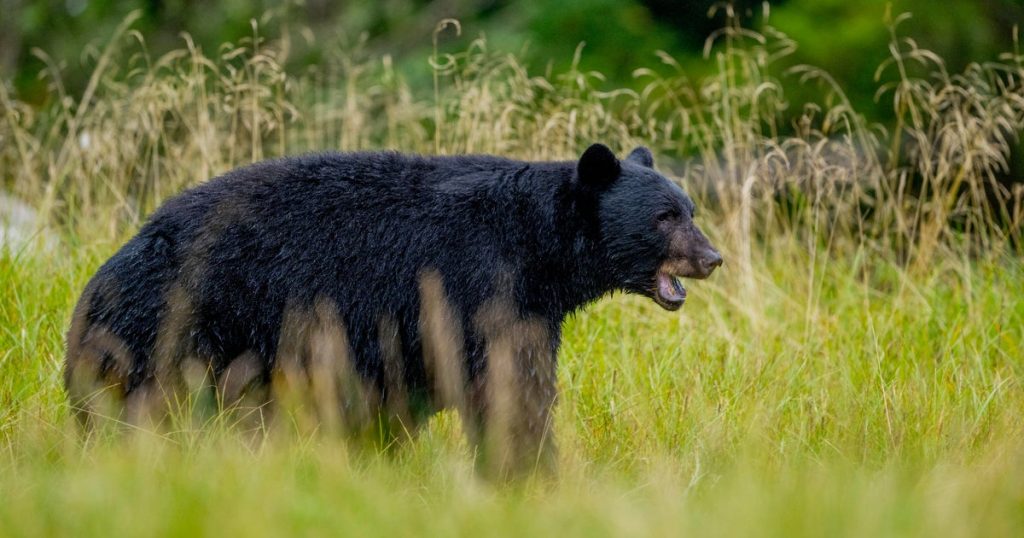 black-bear-2237291162.jpg