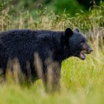 Bear kills worker at uranium mining company’s facility in Canada, forcing operations to shut down