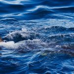 Shark kills spearfisher in front of friends in Australia: “Terrifying thing to see”
