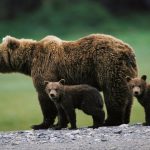 Man killed by mother bear with her cub in rare attack in Bulgaria
