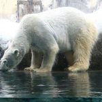 Zoo worker arrested for allegedly dumping wife’s body in incinerator in Japan