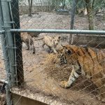 Cartel figure captured in Mexico as authorities recover drugs, guns and 7 tigers