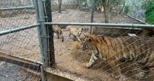 tigers-9c603b23-616f-44ed-ac42-00cc4b1d0f92.jpg