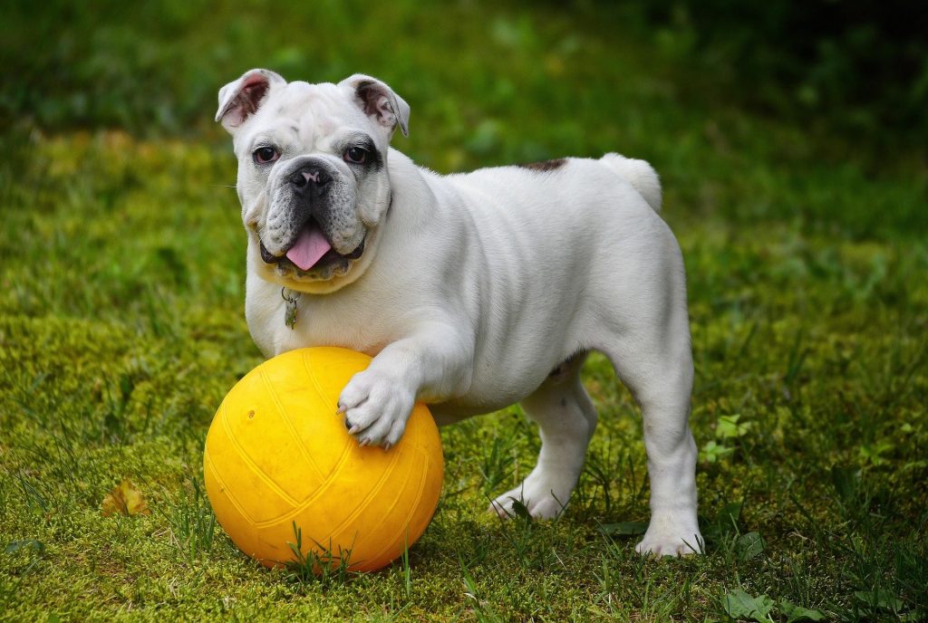 Galaxy-phones-can-now-tell-if-your-dog-is-okay.jpg