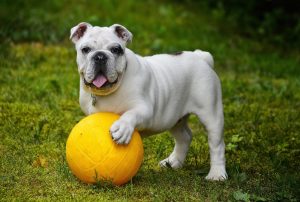Galaxy-phones-can-now-tell-if-your-dog-is-okay-thanks-to-a-new-AI-feature.jpg