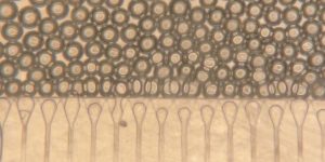 MIT-injectable-liver-01-press.jpg