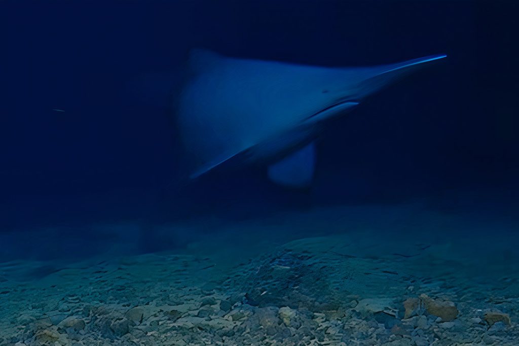 first-live-footage-goblin-shark-natural-habitat.jpg