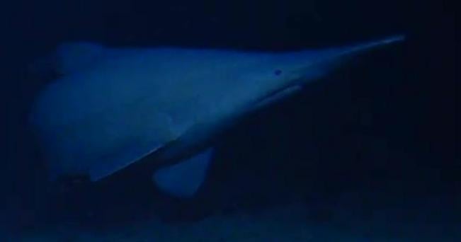 goblin-shark.jpg