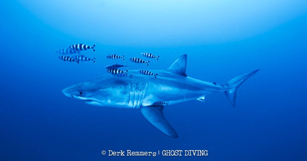 whiteshark-dr-4-derk-remmers.jpg