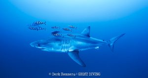 whiteshark-dr-4-derk-remmers.jpg