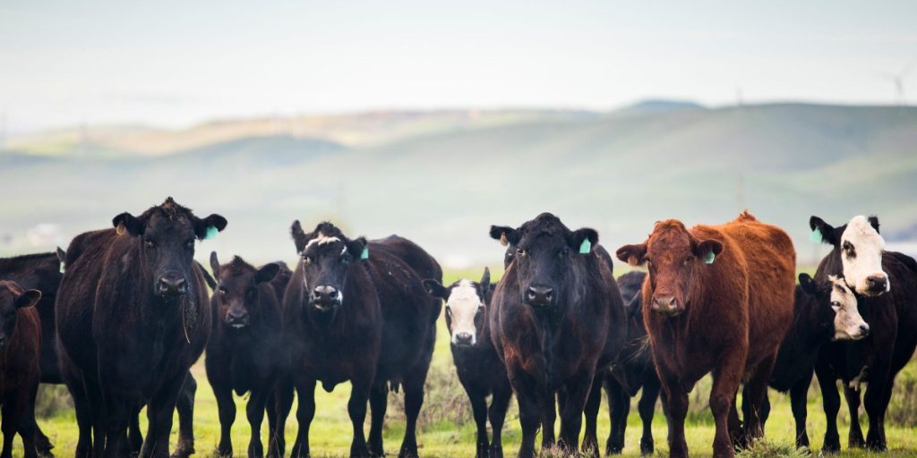 260624_spark_cows.jpg