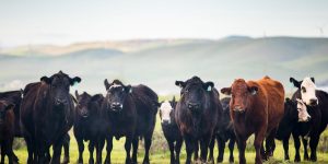 260624_spark_cows.jpg