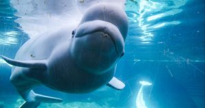 cbsn-fusion-dozens-of-beluga-whales-transferred-to-us-after-canadian-theme-park-closure-thumbnail.jp_.jpeg