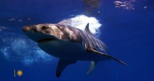 nature-sharks-2-1920.jpg