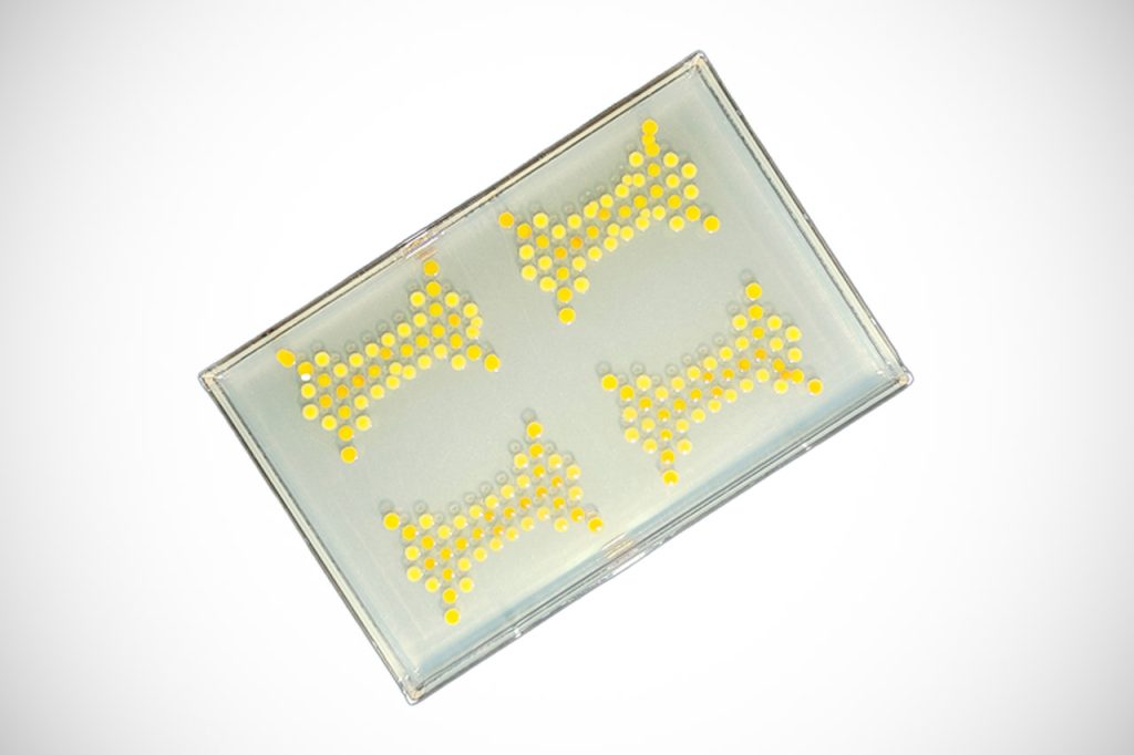 mit-living-transistors-bacteria-colonies.jpg