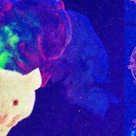 Meet a mouse whose brain cortex is made up of human cells