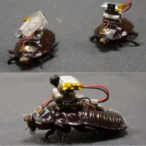 paraborg-paramedic-cyborg-cockroaches.jpg