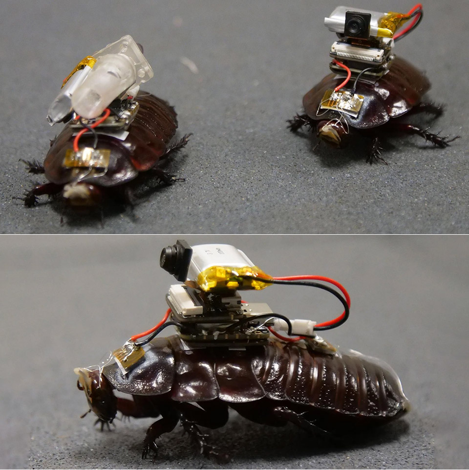 paraborg-paramedic-cyborg-cockroaches.jpg