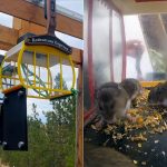 Public Transit for Wild Mice Sends Coop Invaders Down a 250-Foot Homemade Gondola