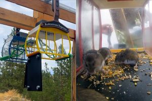 public-transit-wild-mice-ski-lift-project.jpg