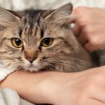 Can’t bear to say goodbye to your pet? Biotech’s got you covered.