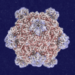 Roundtables: A Conversation With the Creator of AI-Designed Viruses