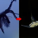 NC State Feather Star Robot Swims in Three Dimensions Using Only Two Actuators
