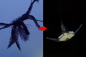 nc-state-feather-star-robot-3d.jpg