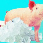 Pig kidneys that were “frozen” for a year have been brought back to life